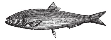 White herring vintage engraving clipart