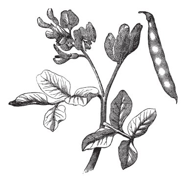 Common bean (Phaseolus vulgaris) vintage engraving clipart