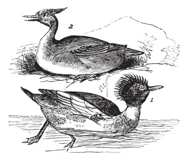 Kırmızı göğüslü Merganser (Mergus serrator) 1. erkek 2. kadın vinta