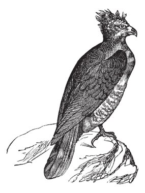 Harpy (thrasaetus harpyia) vintage engraving clipart