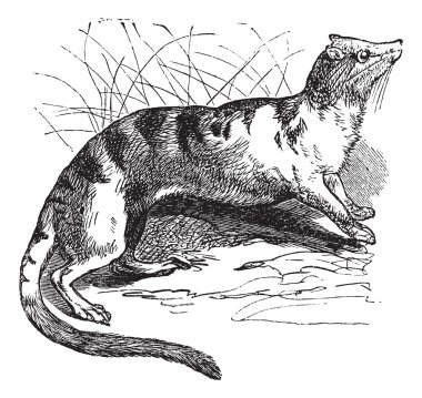 Banded Palm Civet (Hemigalus derbyanus) vintage engraving clipart