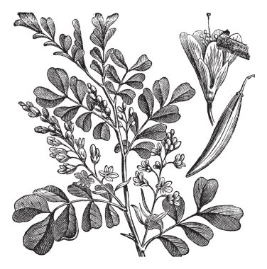 Haematoxylum campechianum (Logwood) vintage engraving clipart