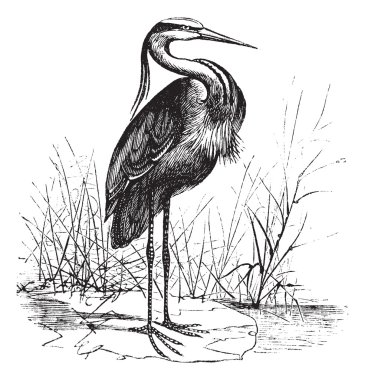 Common European heron (Ardea cinerea) or Grey heron vintage engr clipart