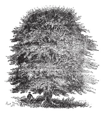 Beech tree vintage engraving clipart