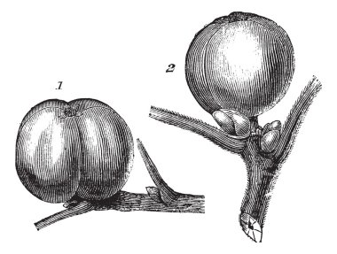 1-beyaz hickory nut, meyve 2 - tomentose hickory nut ya da meyve v