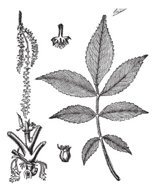 Leaf, base, stem and flower of hickory vintage engraving clipart