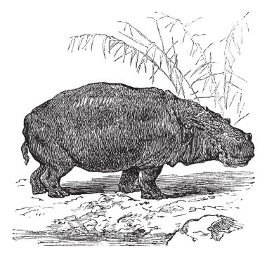 Hippopotamus or Hippopotamus amphibius vintage engraving clipart