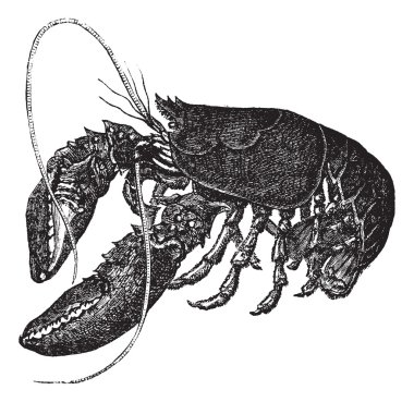 Common lobster or Homarus gammarus vintage engraving clipart