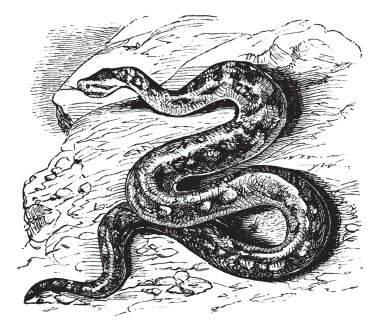 Natal rock python or Python sebae natalensis vintage engraving clipart