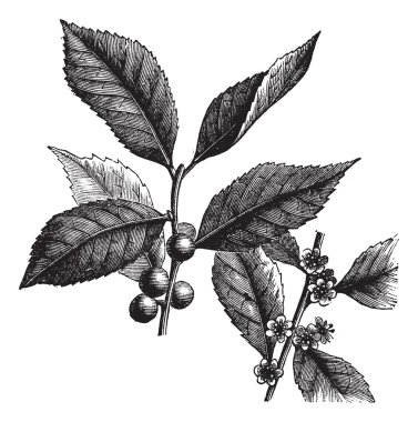 American Winterberry or Ilex verticillata vintage engraving clipart