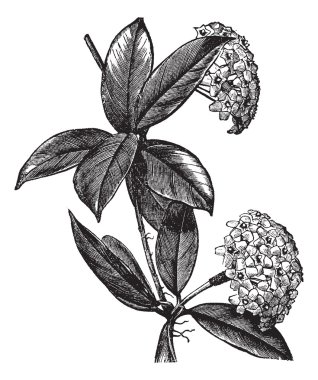 Hoya carnosa or wax plant vintage engraving clipart