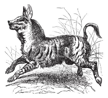 Striped Hyena or Hyaena hyaena vintage engraving clipart