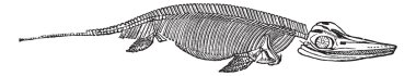 The skeleton of Ichthyosaurus vintage engraving clipart