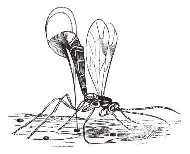 Ichneumon wasp or Ichneumon vintage engraving clipart