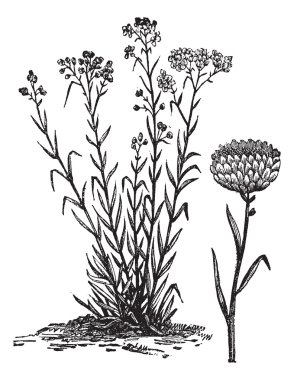 Helichrysum orientale vintage engraving clipart