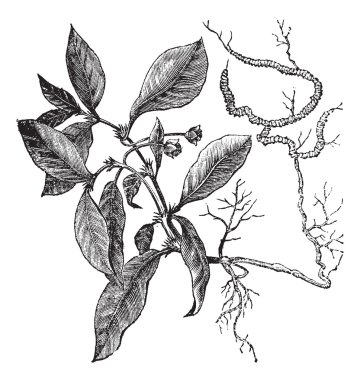 Ipecacuanha or Psychotria ipecacuanha vintage engraving clipart