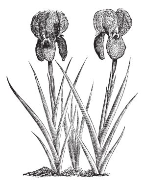 Mourning Iris or Iris susiana vintage engraving clipart