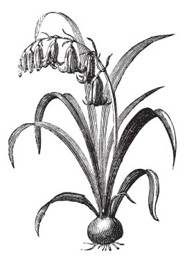 Common bluebell or Hyacinthoides non-scripta vintage engraving clipart