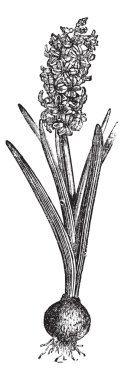 ortak sümbül veya hyacinthus orientalis antika gravür