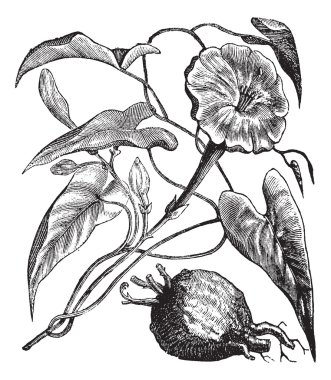 Exogonium purga or Ipomoea jalapa vintage engraving clipart