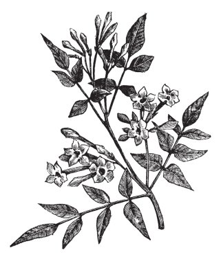 Common Jasmine or Jasminum officinale vintage engraving clipart