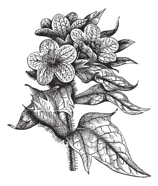 Henbane or Hyoscyamus niger vintage engraving clipart