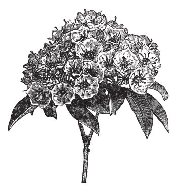 Kalmia latifolia or Mountain-laurel vintage engraving clipart