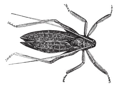 katydide (cyrtophyllus concavus) veya uzun boynuzlu çekirge vint