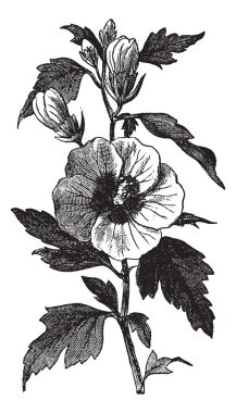 Garden hibiscus (Hibiscus syriacus) or Shrub Althea vintage engr clipart
