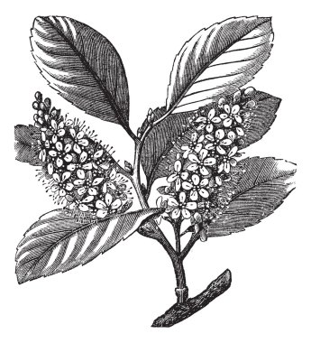 cherry laurel (Prunus laurocerasus) or Cherry laurel vintage eng clipart