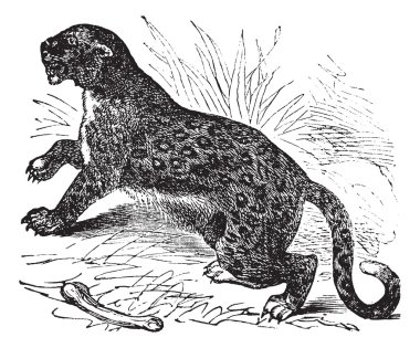 Felis leopardus, vintage engraving clipart