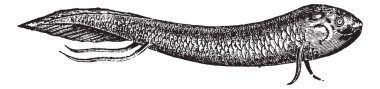 Lepidosiren or South American lungfish, vintage engraving clipart