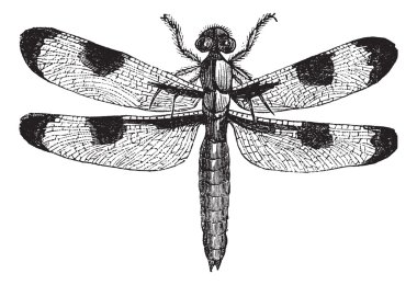 Dragonfly three spots (libellula trimaculata), vintage engraving clipart