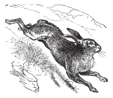 Mountain Hare (Lepus timidus) or Blue Hare vintage engraving clipart
