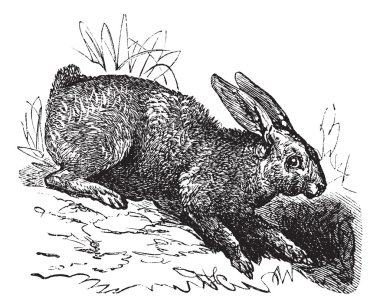 Northern hare (Lepus americanus) or Snowshoe Hare vintage engrav clipart