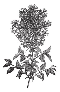 Syringa vulgaris (lilac or common lilac) vintage engraving clipart