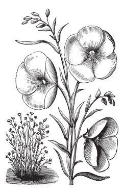 Linum grandiflorum or Red flax vintage engraving clipart