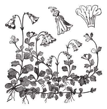 Linnaea borealis or Twinflower, vintage engraving clipart