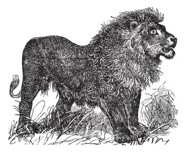 African Lion vintage engraving clipart