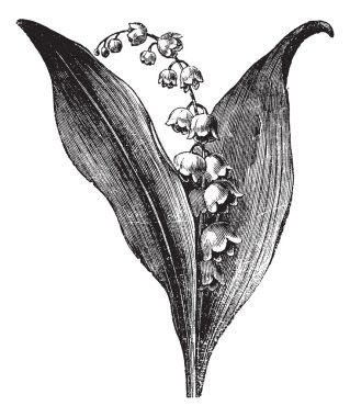 Convallaria majalis or lily of the valley, vintage engraving clipart