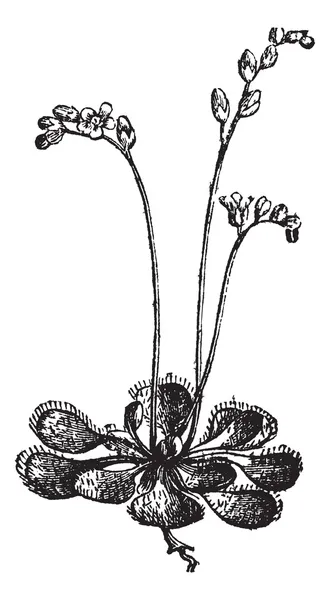 Sonnentau oder rundblättriger Sonnentau oder drosera rotundifolia, Jahrgang e — Stockvektor