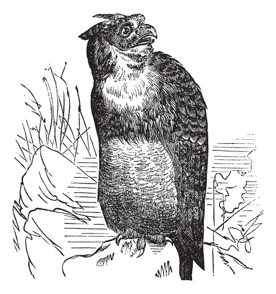 Grande coruja com chifres ou coruja tigre ou Bubo virginianus, engra vintage — Vetor de Stock