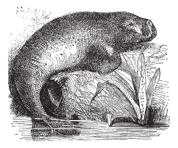 Sea Cow or Dugong or Dugong dugon, vintage engraving — Stock Vector