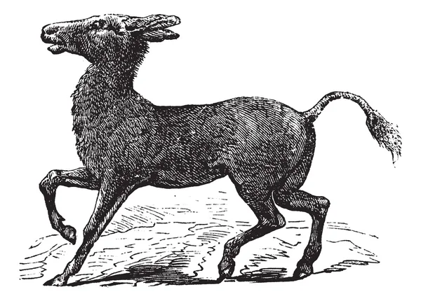 Mongolian Wild Ass or Khulan or Equus hemionus, vintage engravin — Stock Vector