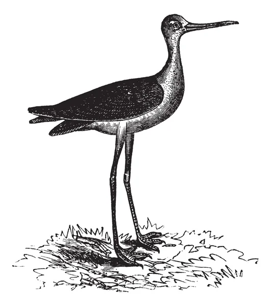 Stilt de pescoço preto ou Himantopus mexicanus, gravura vintage — Vetor de Stock