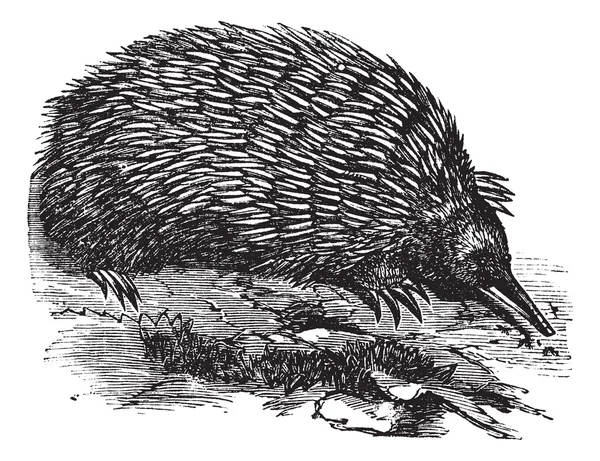 Echidna ou Spiny Anteater ou Zaglossus sp. ou Tachyglossus sp. ., — Image vectorielle