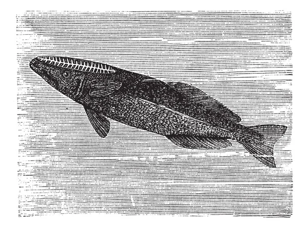 Spearfish Remora ou Remora brachyptera, gravure vintage — Image vectorielle