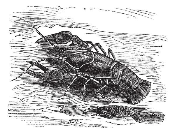 Langosta o Cangrejo de río o Astacus sp., grabado vintage — Archivo Imágenes Vectoriales