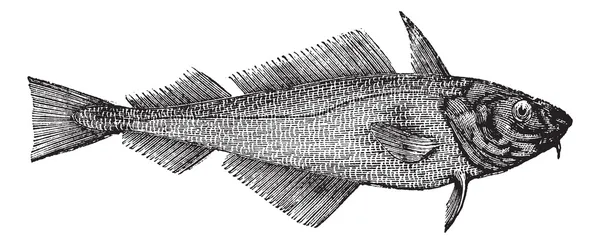 黑线鳕或离岸的无须鳕或者 melanogrammus aeglefinus，复古 en — 图库矢量图片