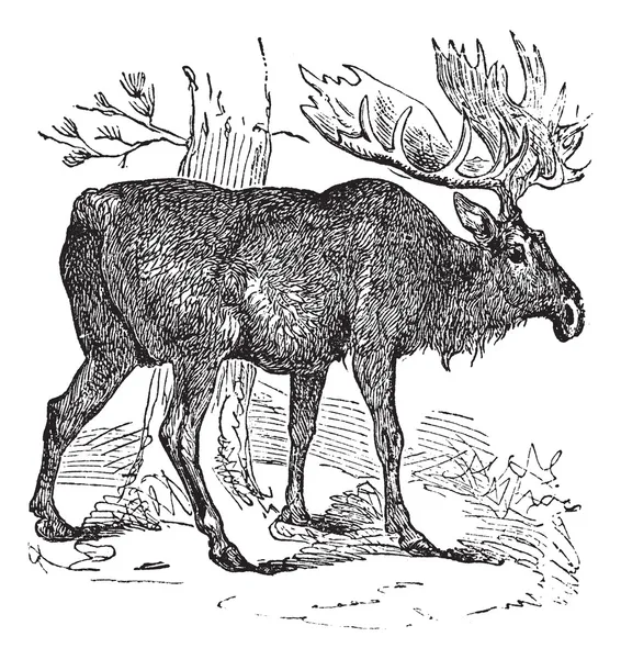 Moose or Eurasian Elk or Alces alces, vintage engraving — Stock Vector
